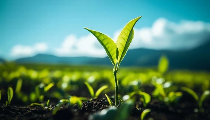 Appel en matière de référé environnemental : attention à la qualité pour agir